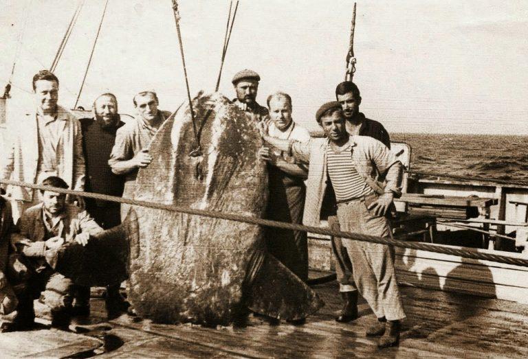Как „Океански риболов” бе откраднат и ликвидиран