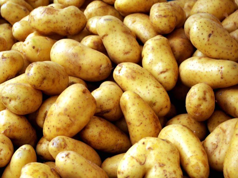 Защо внасяме картофи от Германия?