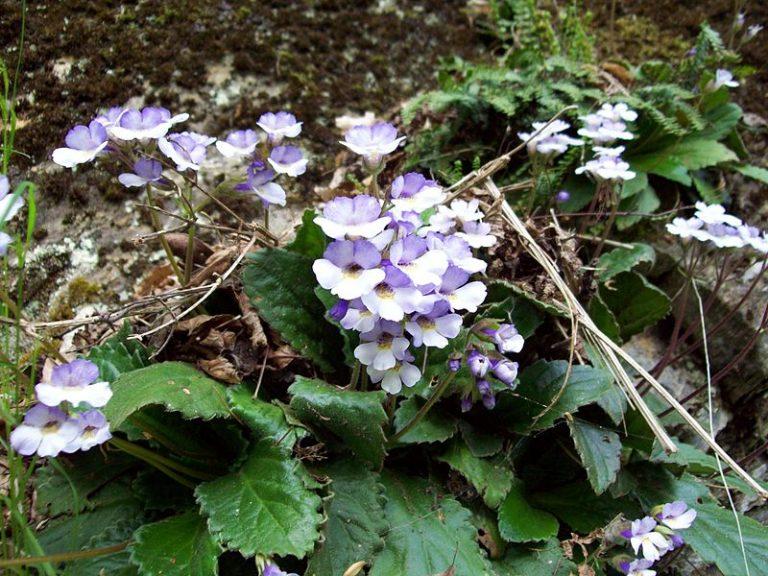 800px Haberlea rhodopensis wild Bulgaria