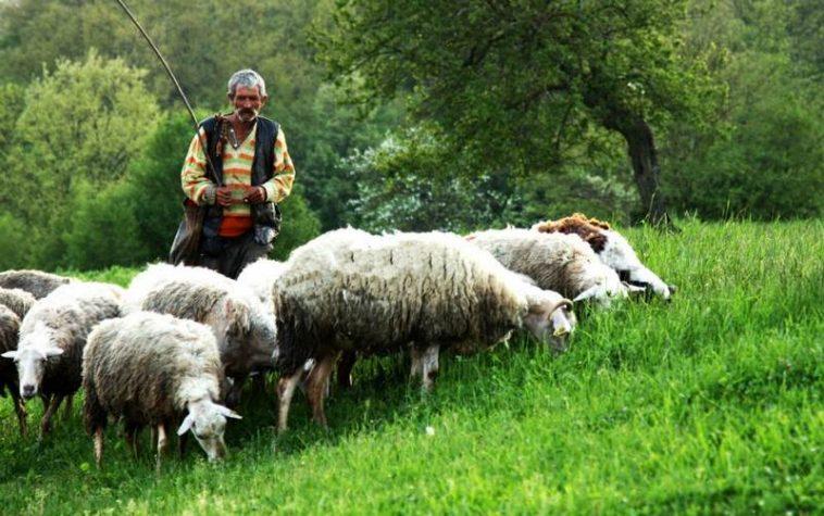 Търсят овчари на заплата от 1200 лева, няма желаещи