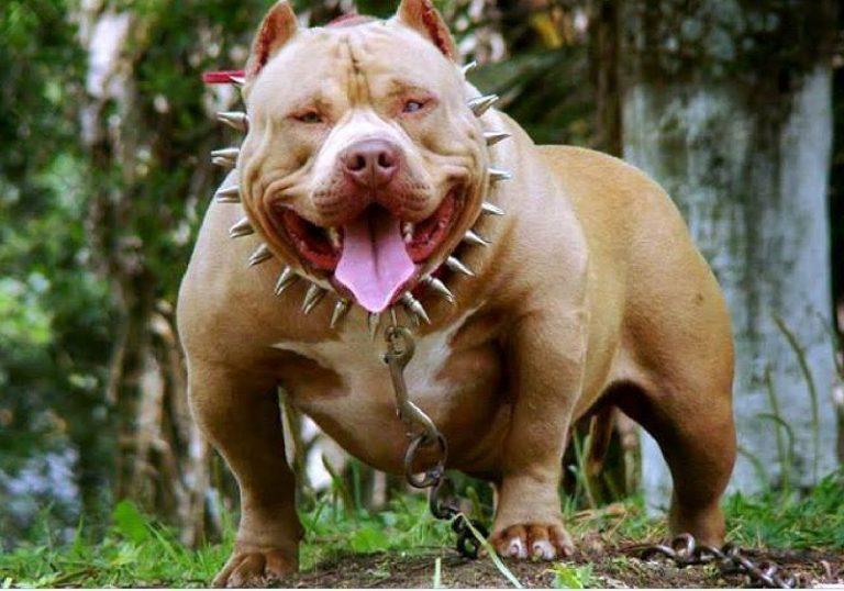pitbull