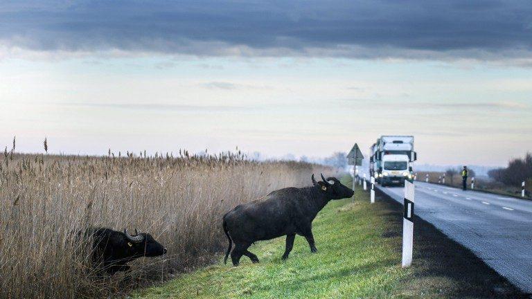 Властите в Германия 9 ч. гонят биволи по блокирана магистрала