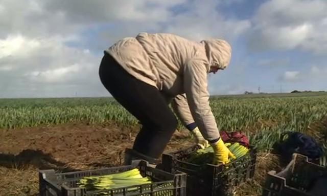 Ферма-концлагер в Англия плаща надници на българи  по 160 паунда на ден