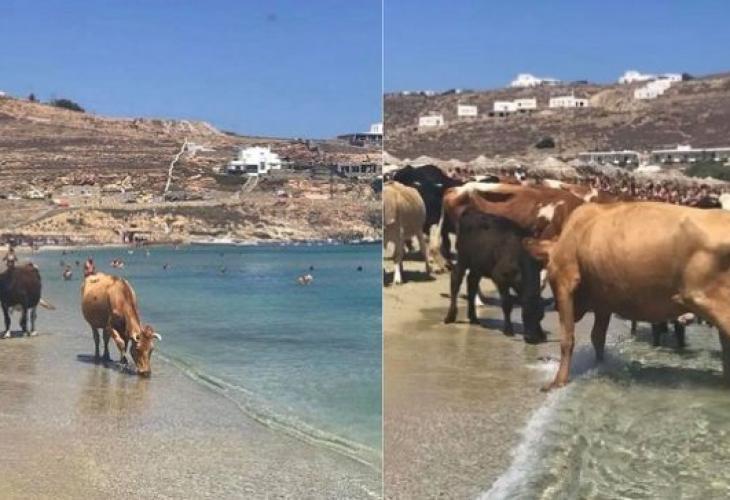 Стрес и паника! Крави подгониха туристи на баровски гръцки плаж