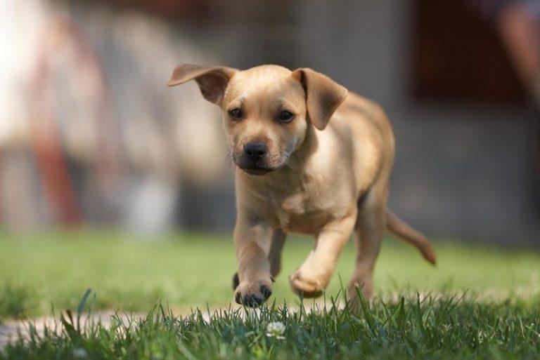 Строги правила при разходане на кучета в София