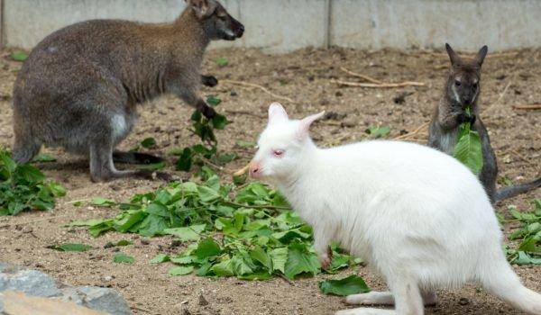 kangaroo albino