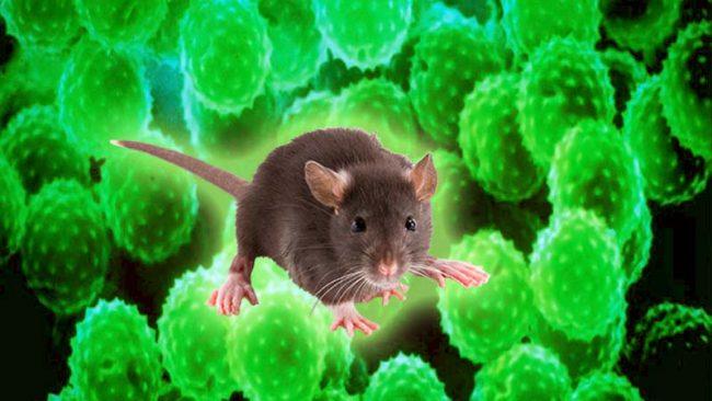 hantavirus e1547249097329 650x366 1