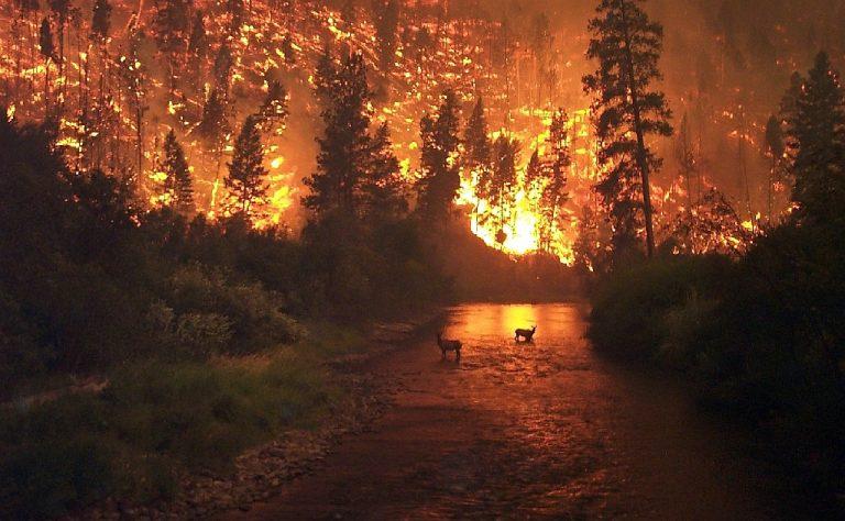 Deerfire 2