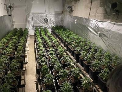 marihuana