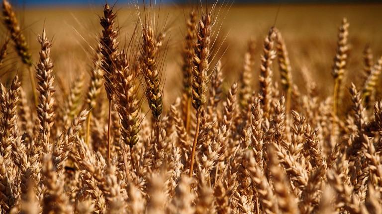 Индия се готви да стане водещ износител на пшеница
