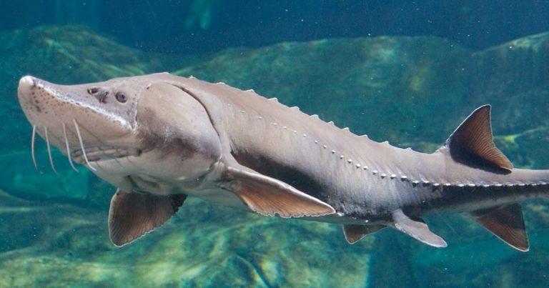 cropped ID LakeSturgeon 1200x490