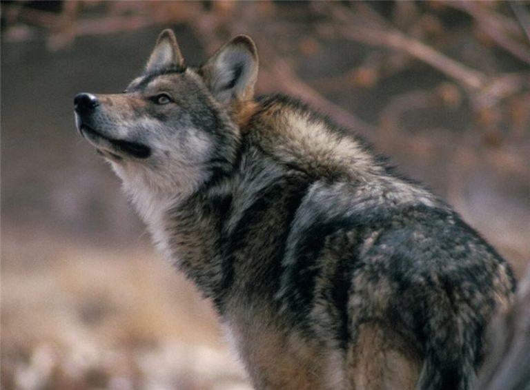 image 8061 3