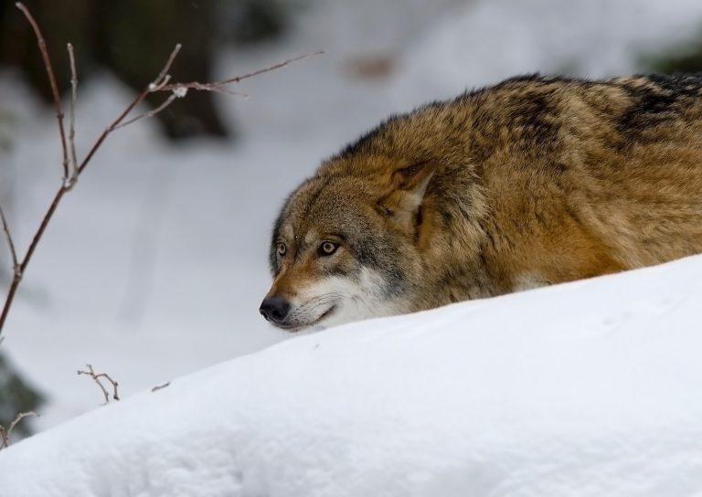 wolf 2145949 1920