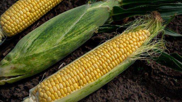 syngenta sladka carevica oranjeria jul 2022 blog main 1024x650