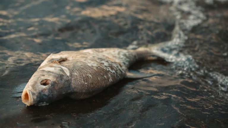 dead, poisoned fish lies on the river bank.