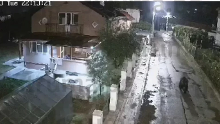 Свиреп звяр обикаля радомирско село
