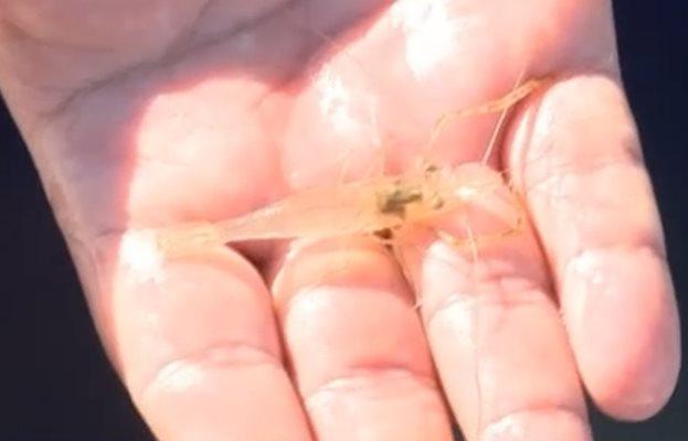 Русенски рибари с неочаквано откритие във водите на река Дунав! Може да се окаже проблем