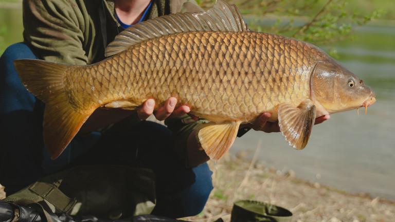 Angler holding a big Common Carp. Freshwater fishing and trophy fish. Close up.