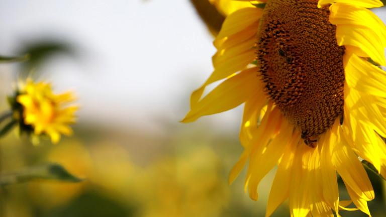 A sunflower's field in Cordoba