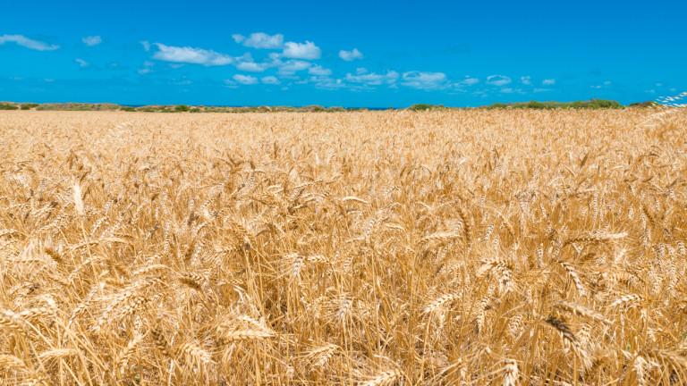 South Australian wheat field in Yorke Peninsula