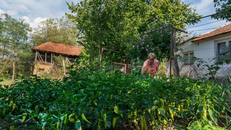 Sunlit Harvest: A Woman Tending to Organic Peppers