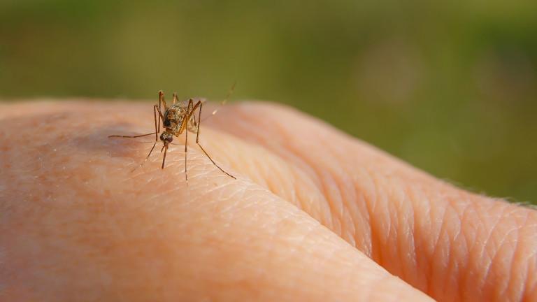 A hand from a mosquito bite. Mosquito drinking blood