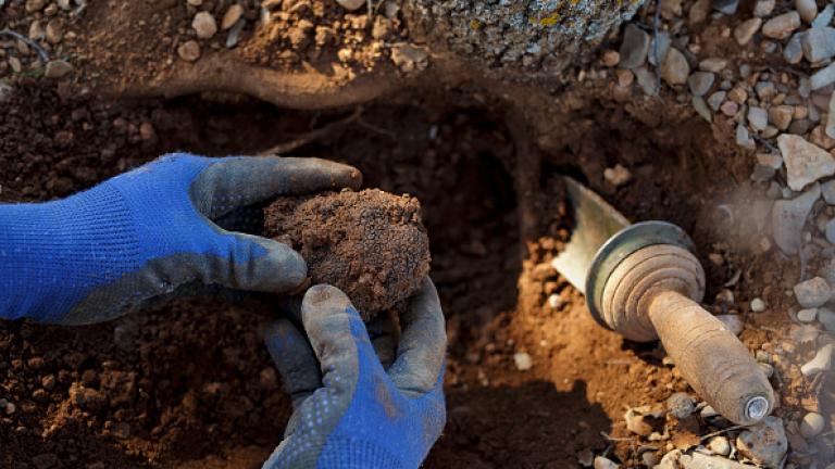Black Truffle Harvest In Sarrion