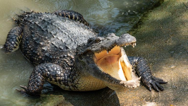 Crocodile in the swamp