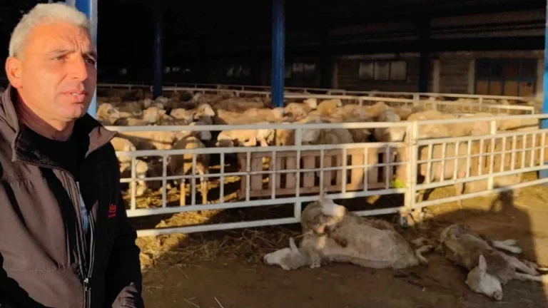 1734633697 173462548689229