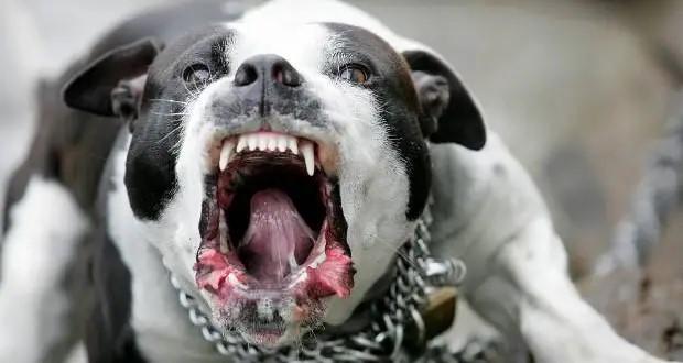 kuche pitbul