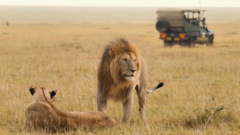 African lion couple and safari jeep