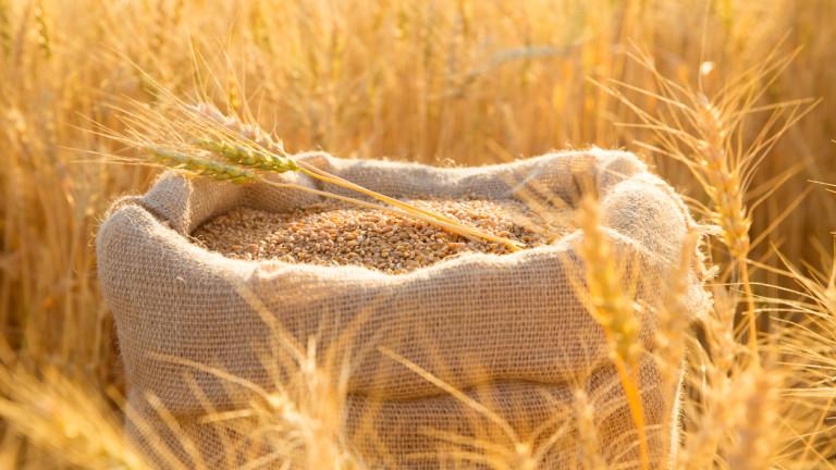 Canvas bag with wheat grains and mown wheat ears in field at sunset. Concept of grain harvesting in agriculture